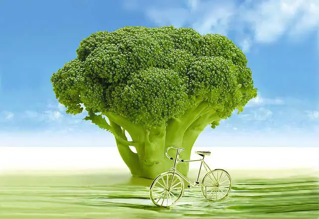 Brocoli Recipes