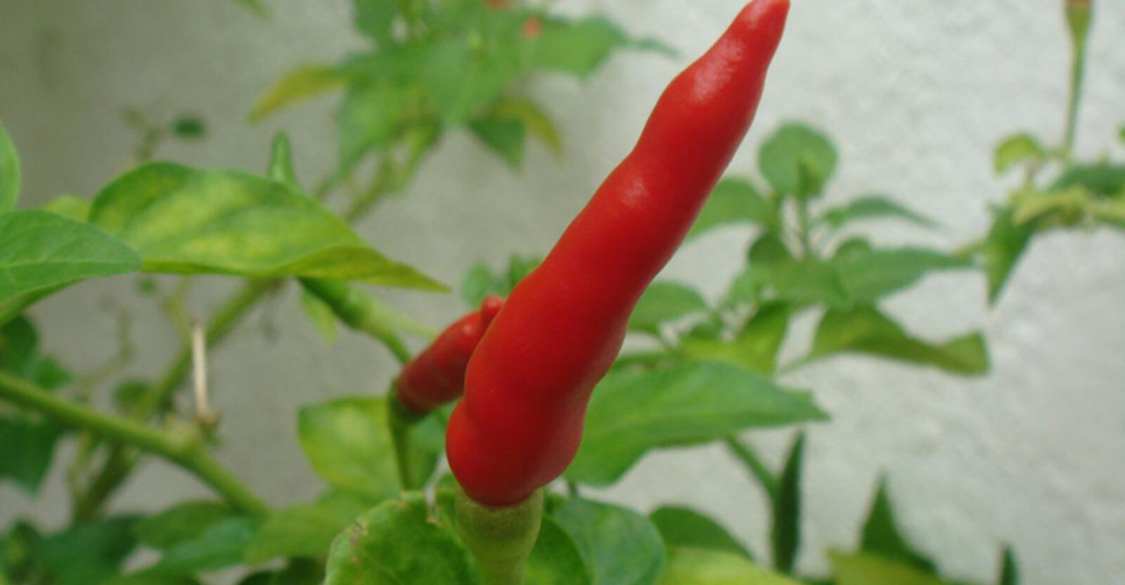 How To Freeze Serrano Pepper (A Complete Guide) BetterFood