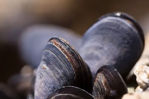 A close up of a closed mussel shell
